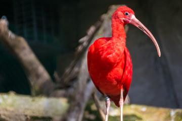ibis rouge