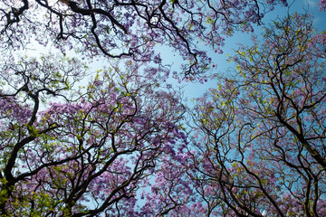 Jacaranda Trees