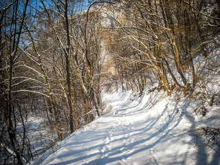 Obraz premium Winter road covered by snow through leafless forest. Winter season landscape