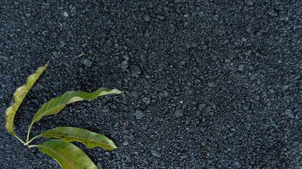Mango leaves on the ground.