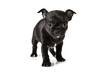 Adorable chihuahua puppy. Studio shot. Isolated on white background.