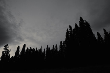 Dark silhouettes of high pines and spruces from below upwards on background of cloudy sunset sky with copy space. Coniferous trees close up in grayscale. Eerie atmospheric monochrome landscape.