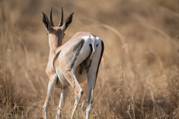 the back of Thomson Gazelle 