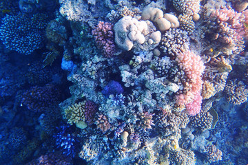 coral reef in Egypt