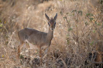 dik-dik in the bush