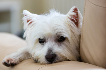 westie3