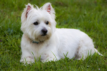 westie2