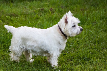 westie1