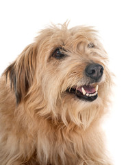 pyrenean shepherd in studio