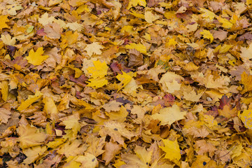 Covering from  leaves of a maple