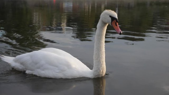 Swan on river 20 Slowmotion