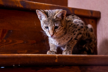 Cat Savannah F1 sitting on the stairs.