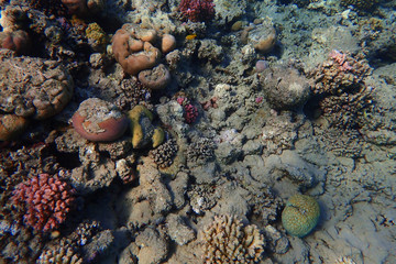 coral reef in Egypt
