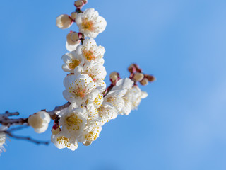 梅 白梅