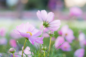 Pink cosmos with freshness.