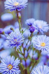 Aster flowers bloom in the garden. Selective focus.