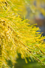 Obraz premium Yellow Sprig of European Larch or Larix decidua on blurred background