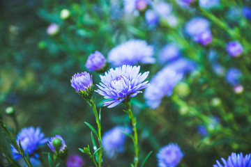 Aster flowers bloom in the garden. Selective focus.