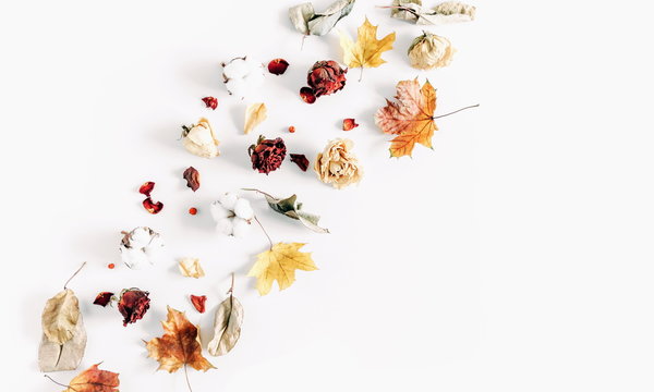 Autumn creative composition. Frame made of dried autumn leaves, dried roses,cotton flowers on white background. Autumn, fall modern concept. Flat lay, top view, copy space