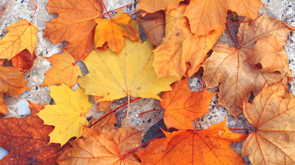autumn maple leaf on concrete background / bright autumn background photo in full swing