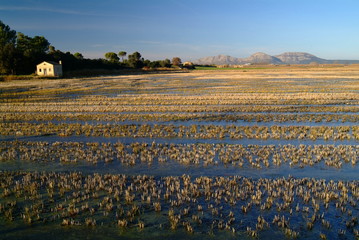 rizi&egrave;res de pals 