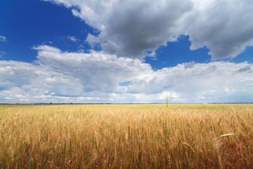 wheat field / wheat field on the background cornfield Ukraine