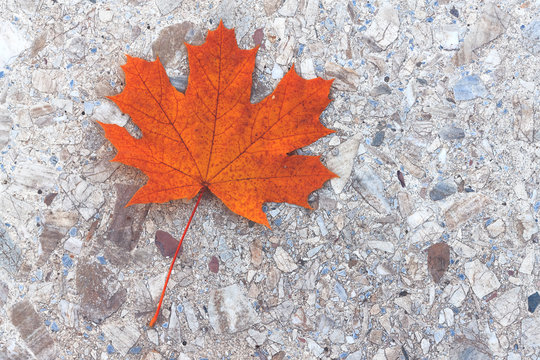 autumn maple leaf on concrete background / bright autumn background photo in full swing