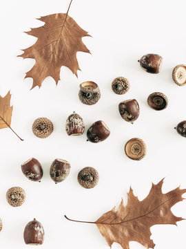 Autumn composition. Acorns collage on white background. Autumn, fall modern concept. Flat lay, top view, copy space
