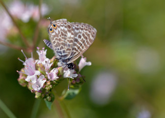 Leptotes pirithous, the Lang's short-tailed blue or common zebra blue, Greece