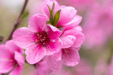 Fototapeta na wymiar single fruit tree flowers / spring flowering fruit trees