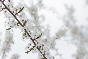 fruit tree flowers spring / spring flowering fruit trees