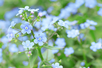 tiny flower close-up natural beauty / bright Sunny day nature photo