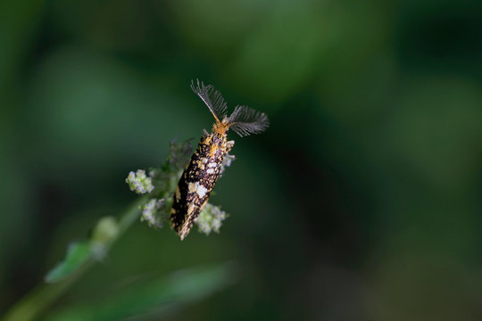「Tineidae」の画像 171 件の Stock 写真、ベクターおよびビデオ Adobe Stock