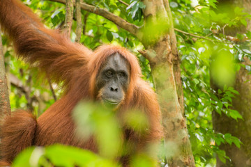 Orang Utan im Dschungel