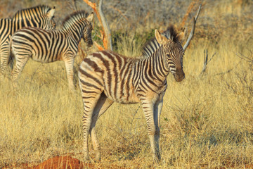 Young Zebra with family standing in Madikwe Game Reserve, South Africa, situated against the Botswana border close to the Kalahari Desert. Game drive safari.