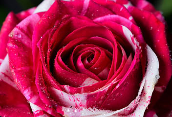 rose fleur romantique amour