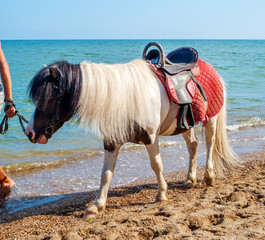 Pony going on the seashore