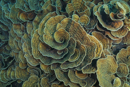 Coral colonies Mycedium, Lettuce Coral. High-angle shot, background
