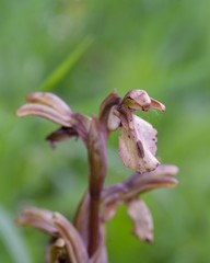 Fan-lipped Orchid (Anacamptis collina), Leros, Greece
