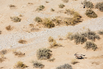 Luftaufnahme, flüchtender Spießbock (Oryx gazella) im Tsondab Trockenfluss