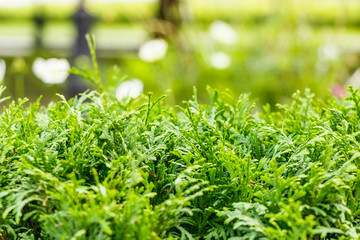 closeup of fresh dill in the garden