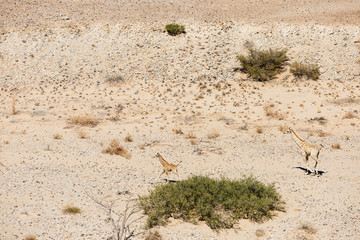 Luftaufnahme, flüchtende Giraffen (Giraffa camelopardalis), Mutter mit Jungtier, im Tsondab Trockenfluss