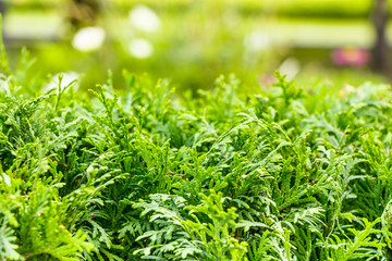 closeup of fresh dill in the garden