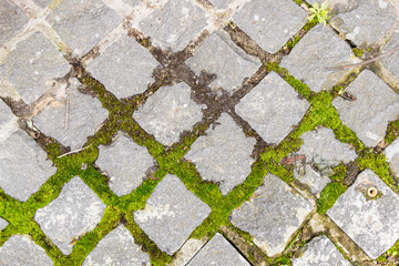 moss on stone wall