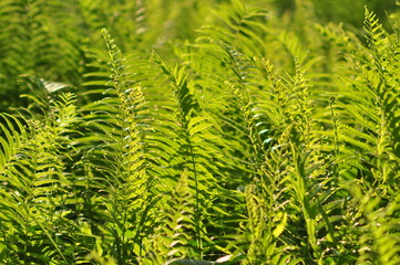 Beautiful ferns leaves green foliage natural floral fern background in sunlight.