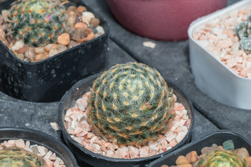 A hobby plants,Mammillaria is one of the largest in the cactus family Cactaceae.