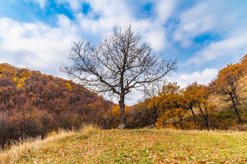 Fototapeta premium A tree with bare branches and a cloudy sky and mountains with autumn forest in the background