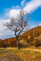Fototapeta premium A tree with bare branches and a cloudy sky and mountains with autumn forest in the background