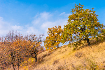 Fototapeta premium Late autumn - tree on a background of hills with autumn trees