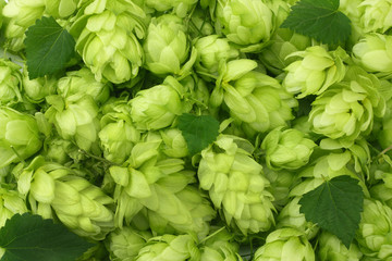 Hop cones background. Hop cones texture. Beer brewing ingredients. Beer background. Top view